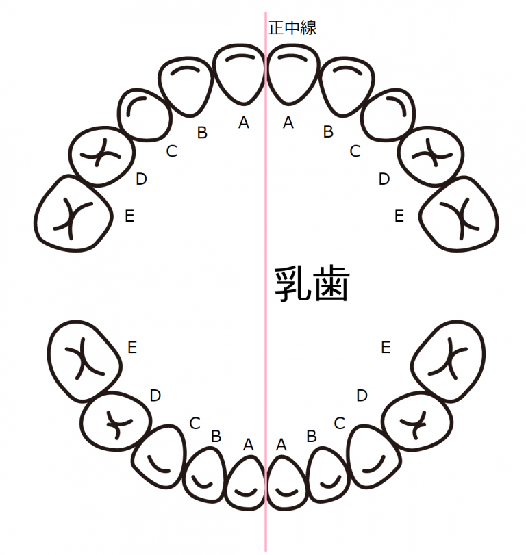 コラムVo.2「歯を知ろう～歯の数と種類編～」 | 【公式】名古屋市守山区で歯医者ならしだみ歯科へ